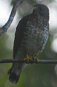 Broad-winged Hawk