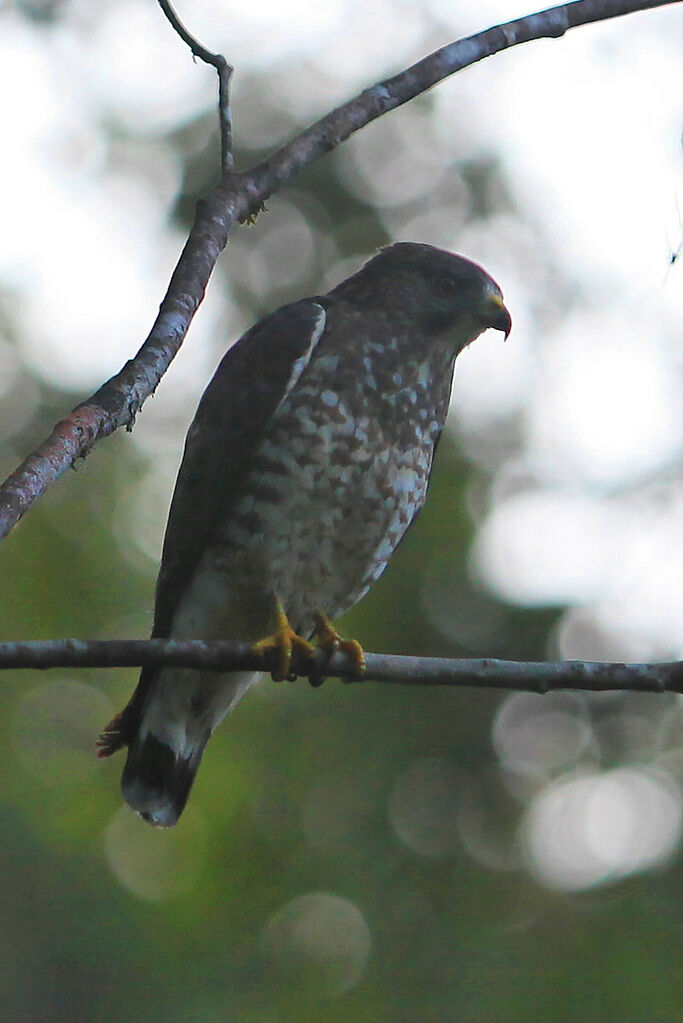 Broad-winged Hawk