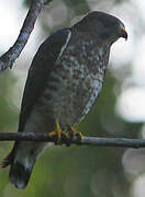 Broad-winged Hawk