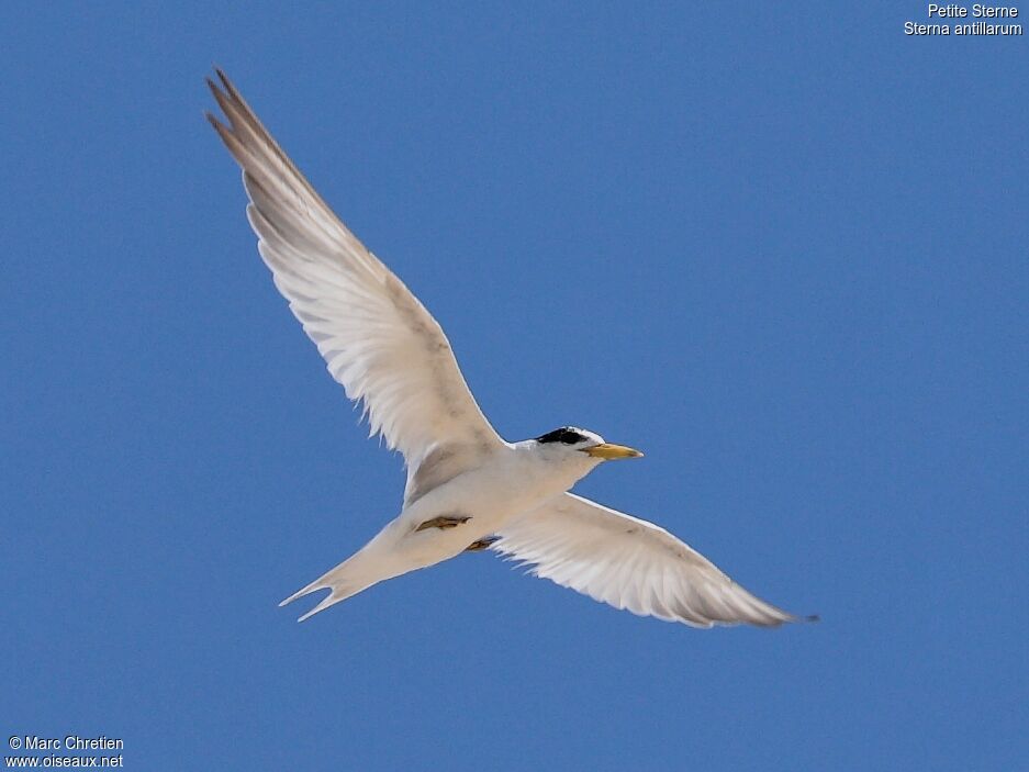 Least Tern