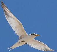 Least Tern