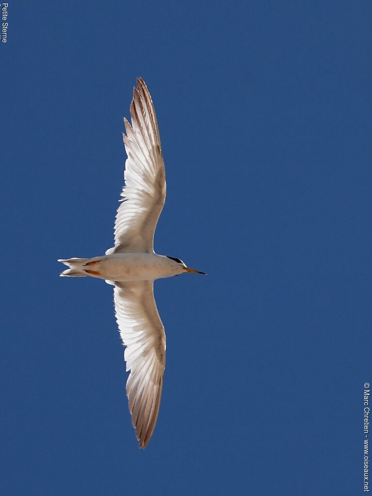 Least Tern