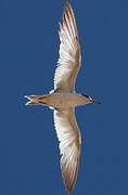 Least Tern