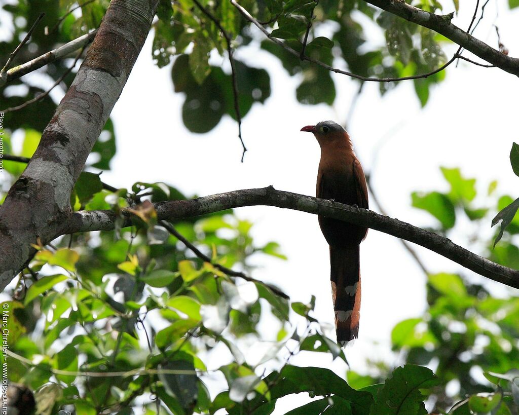 Black-bellied Cuckoo