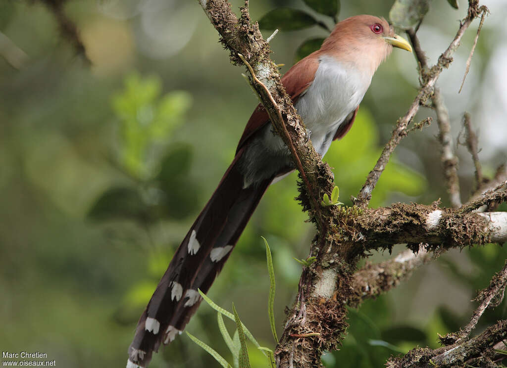 Squirrel Cuckoo, identification