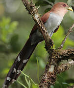 Squirrel Cuckoo