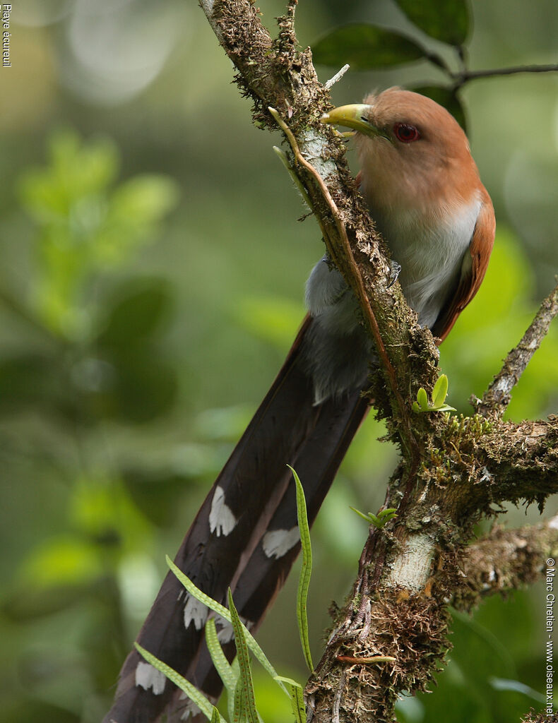 Squirrel Cuckoo