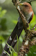 Squirrel Cuckoo