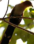 Squirrel Cuckoo