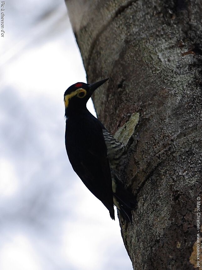 Yellow-tufted Woodpecker