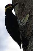 Yellow-tufted Woodpecker