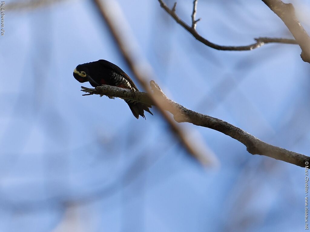 Yellow-tufted Woodpecker