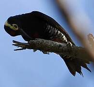 Yellow-tufted Woodpecker