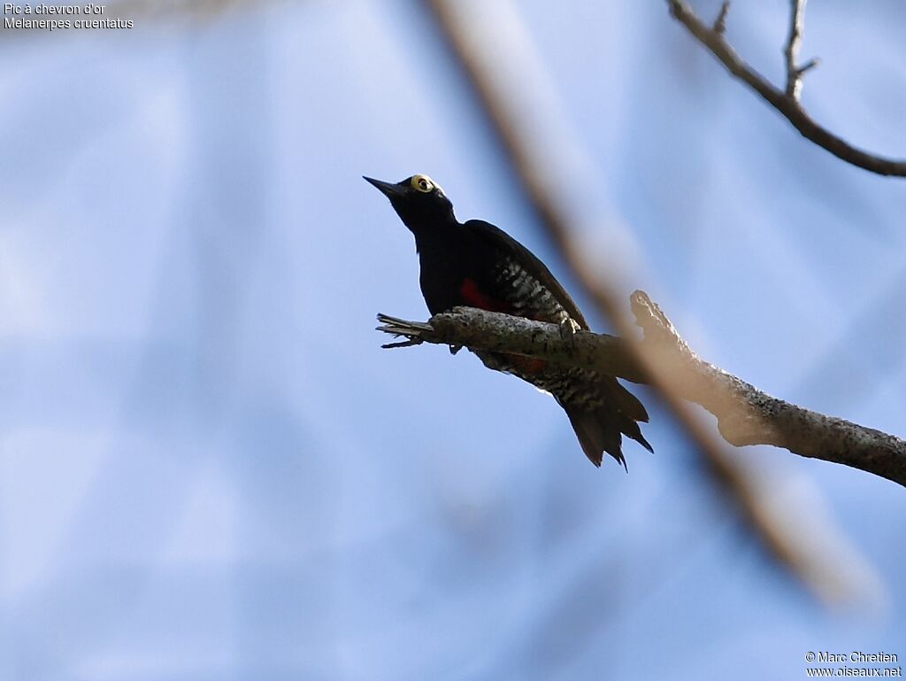 Yellow-tufted Woodpecker