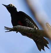 Yellow-tufted Woodpecker