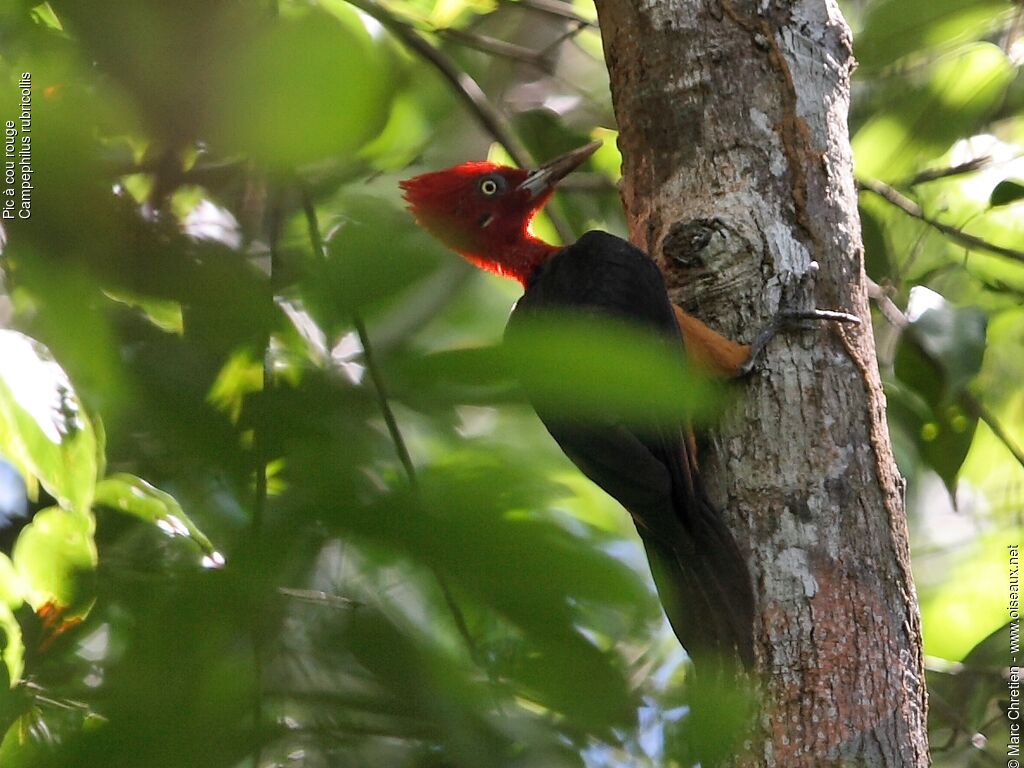 Red-necked Woodpecker male