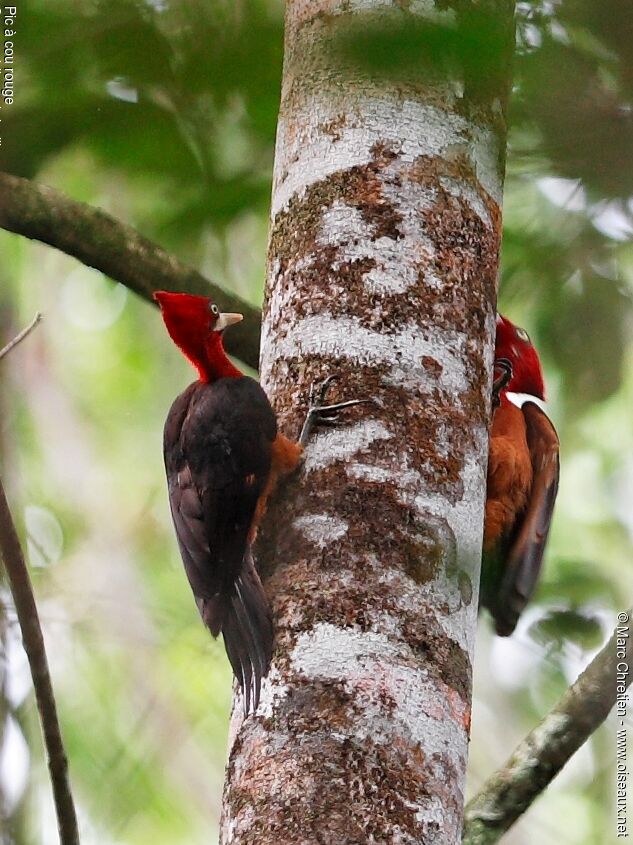 Red-necked Woodpecker adult