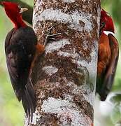 Red-necked Woodpecker