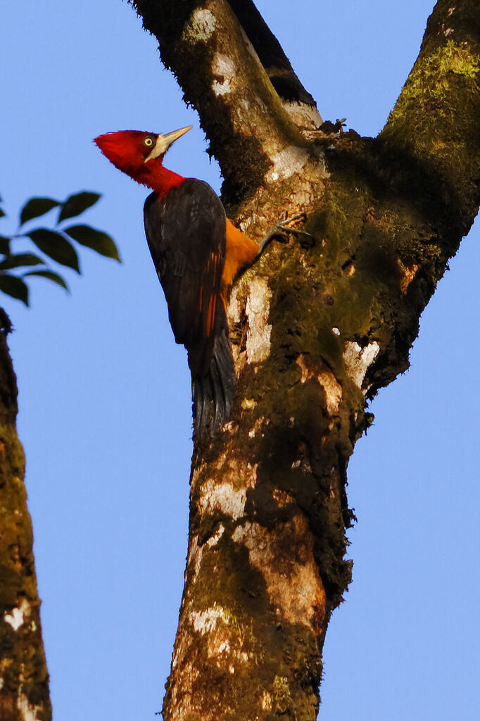 Pic à cou rouge