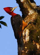 Red-necked Woodpecker