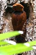 Ringed Woodpecker