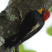 Yellow-fronted Woodpecker