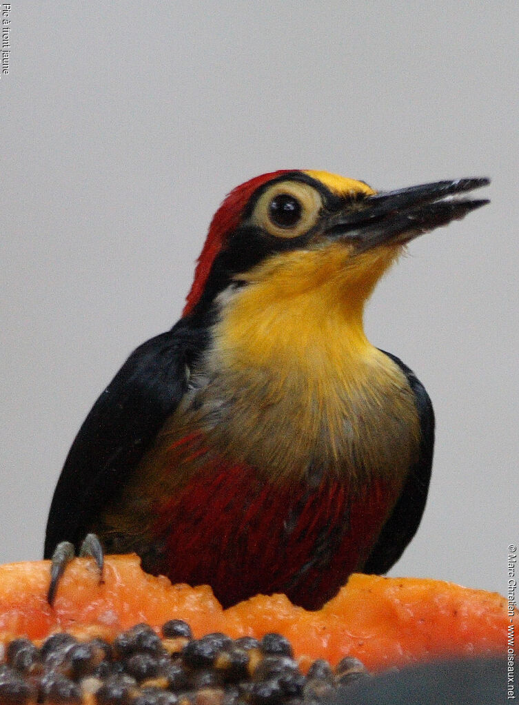 Yellow-fronted Woodpecker male