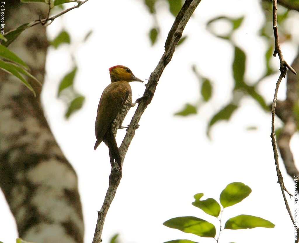 Yellow-throated Woodpecker