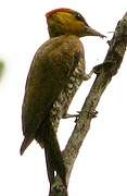 Yellow-throated Woodpecker