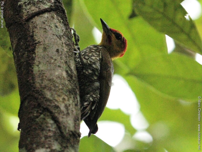 Yellow-throated Woodpecker