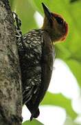 Yellow-throated Woodpecker