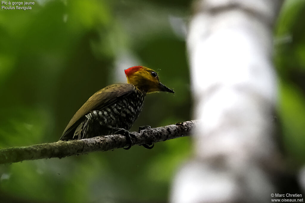 Yellow-throated Woodpecker female adult