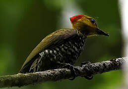 Yellow-throated Woodpecker