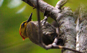 Yellow-throated Woodpecker