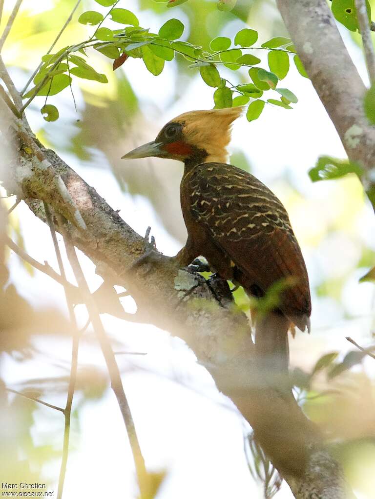 Pale-crested Woodpecker male adult, identification