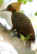 Pale-crested Woodpecker