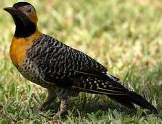 Campo Flicker