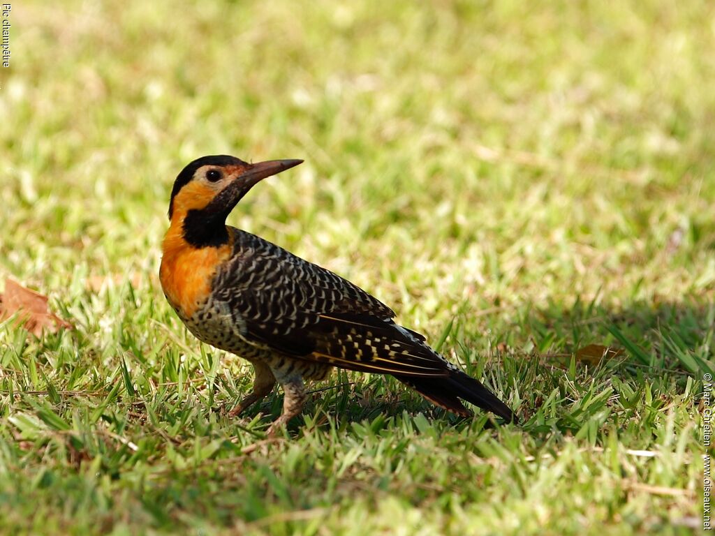 Campo Flicker