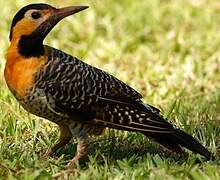 Campo Flicker