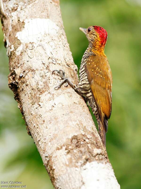 Golden-collared Woodpecker male, aspect