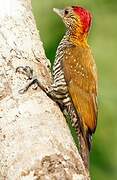 Golden-collared Woodpecker