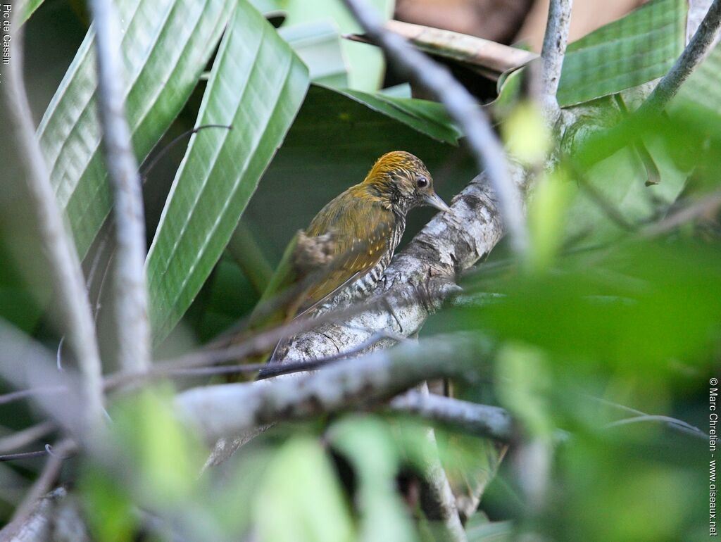 Golden-collared Woodpecker female