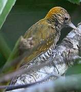 Golden-collared Woodpecker