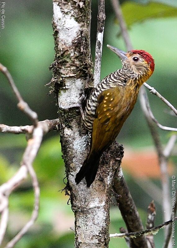 Golden-collared Woodpecker male adult