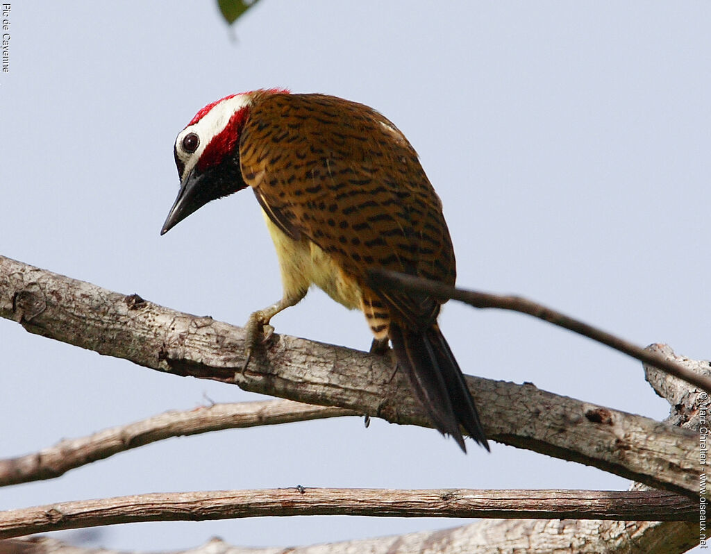 Spot-breasted Woodpecker