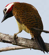 Spot-breasted Woodpecker