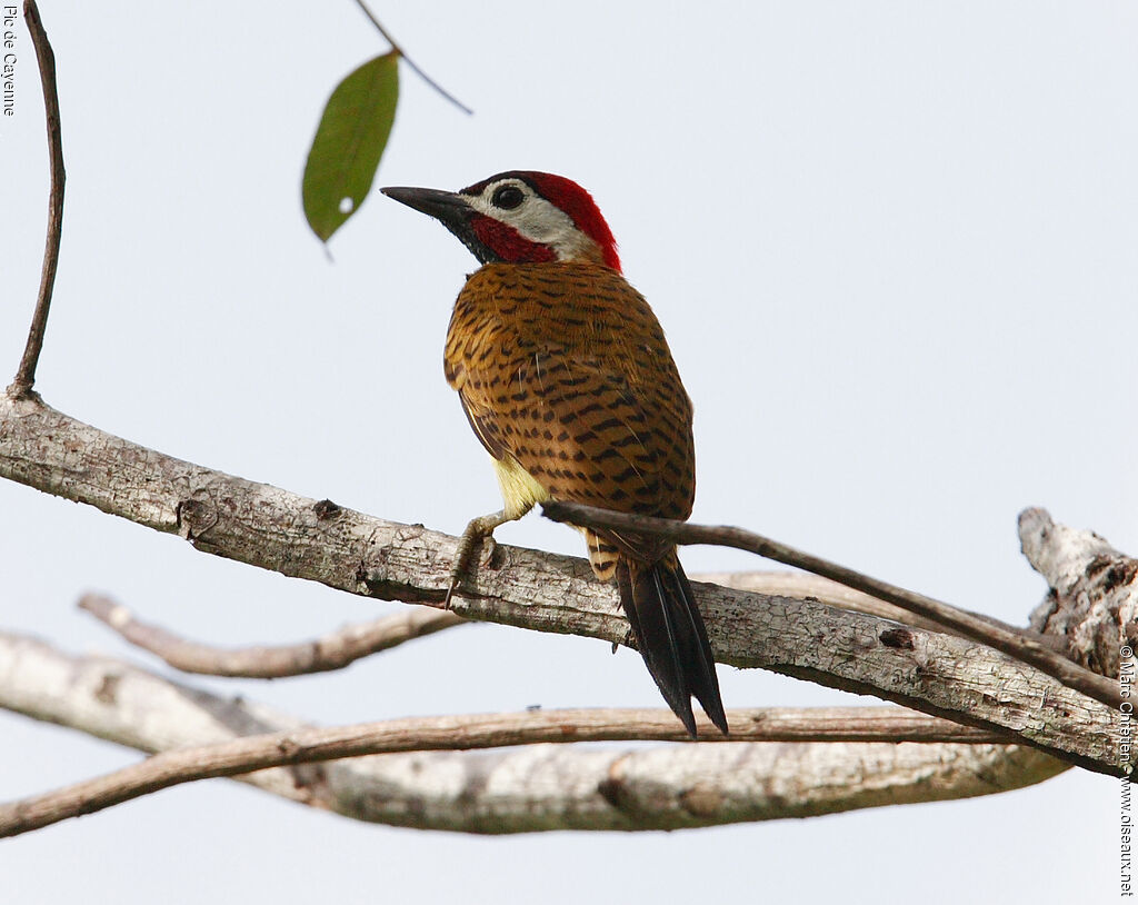 Spot-breasted Woodpecker