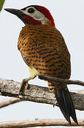 Spot-breasted Woodpecker