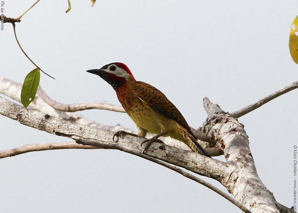 Spot-breasted Woodpecker