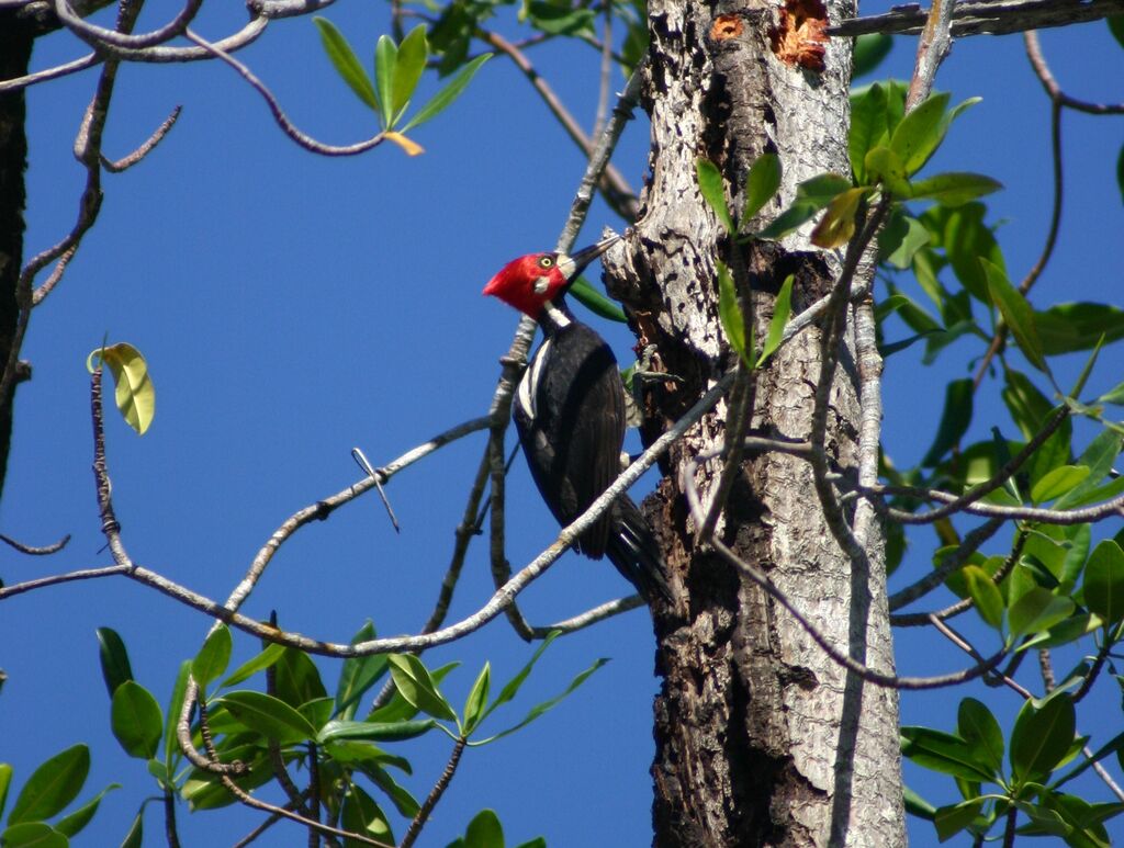 Crimson-crested Woodpecker